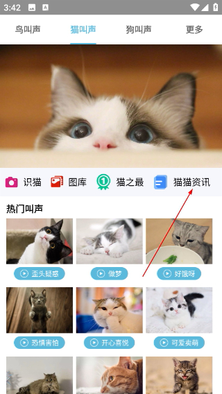 鳥(niǎo)叫聲大全