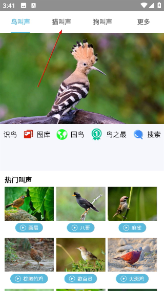 鳥(niǎo)叫聲大全